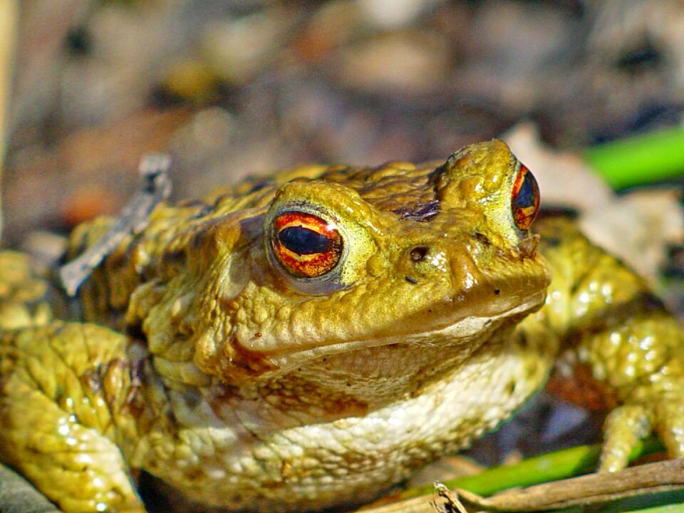 Nature animal aquatic animal