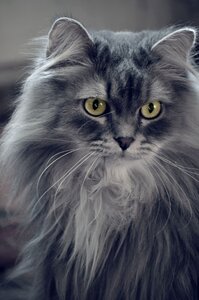 Gray cat cat looking muzzle cat photo