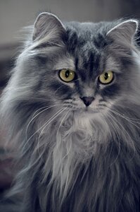 Gray cat cat looking muzzle cat