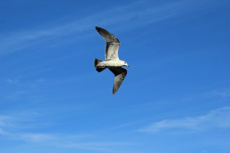 Sky wings birds
