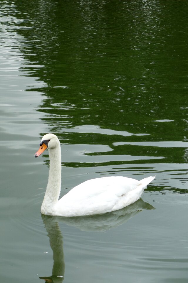 Swan park sao paulo