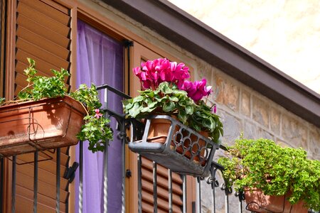 Balcony plant flower box italy