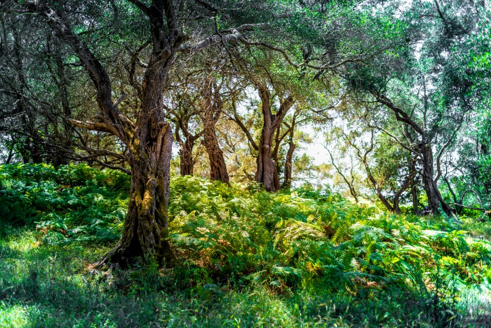 Fern green landscape