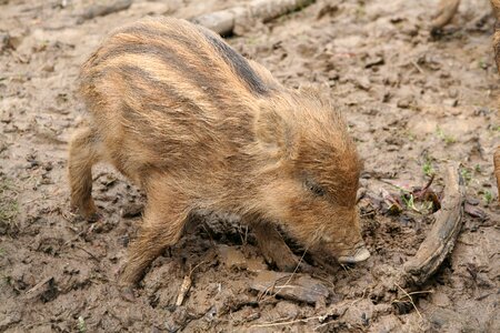 Pig piglet rooting