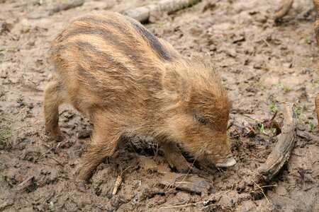 Pig piglet rooting photo