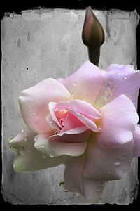 Beautiful plant macro