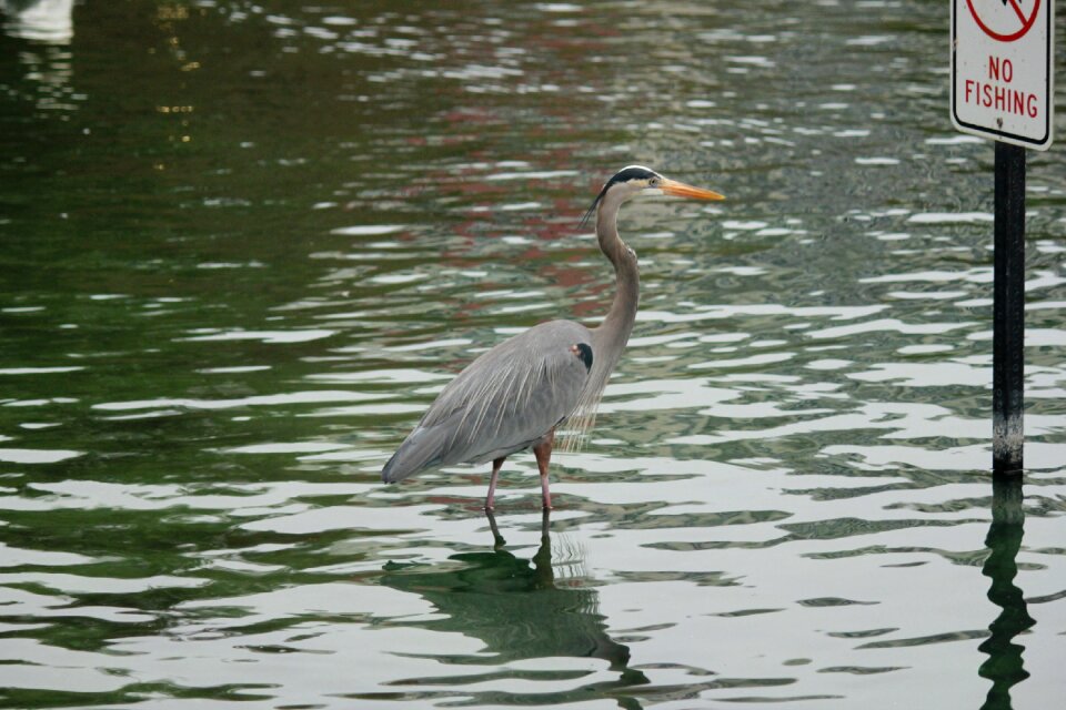 Feathers animals waterfowl