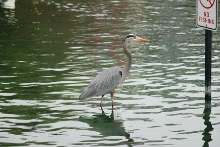 Feathers animals waterfowl