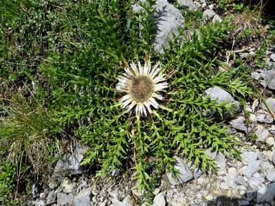 Flora mountain thistle alpine thistle