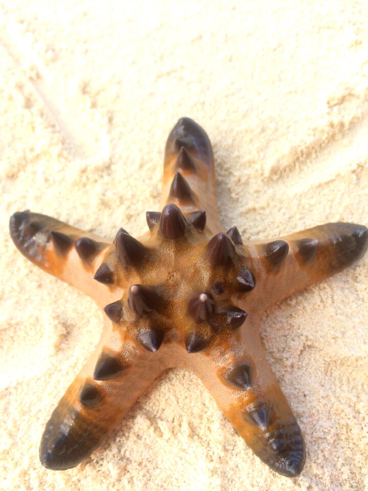 Nature sea ocean