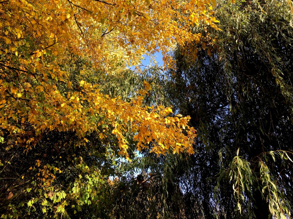 Emerge yellow bright
