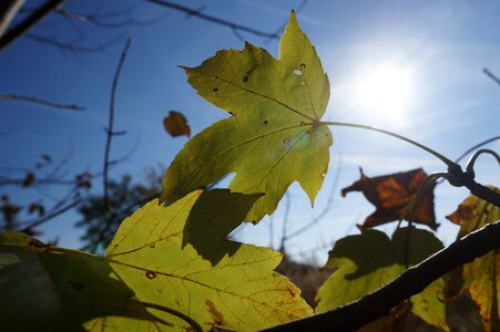 Mountain maple sun shadow