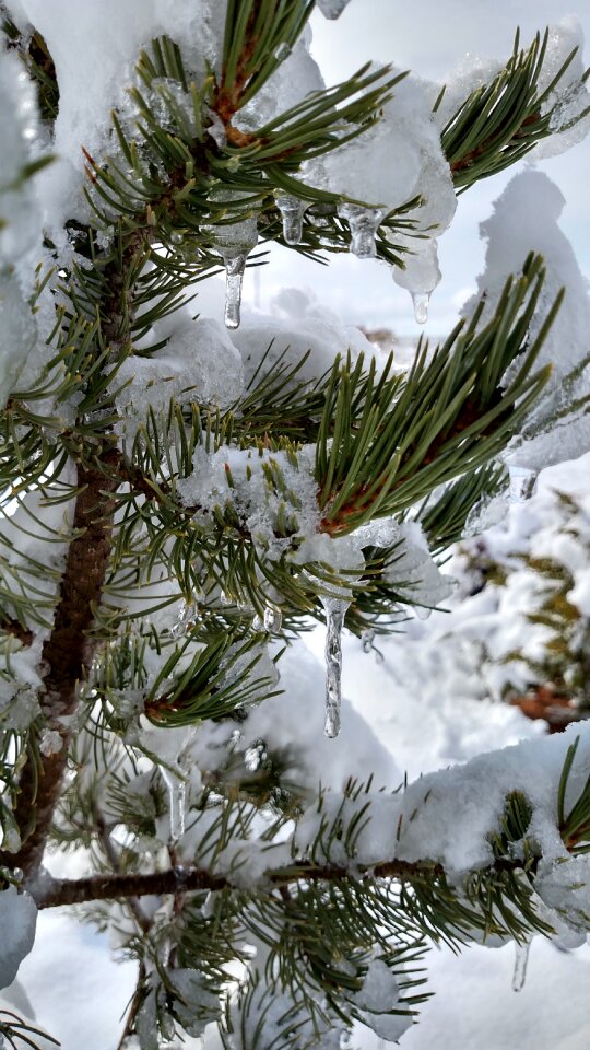 Tree snow winter
