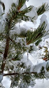 Tree snow winter