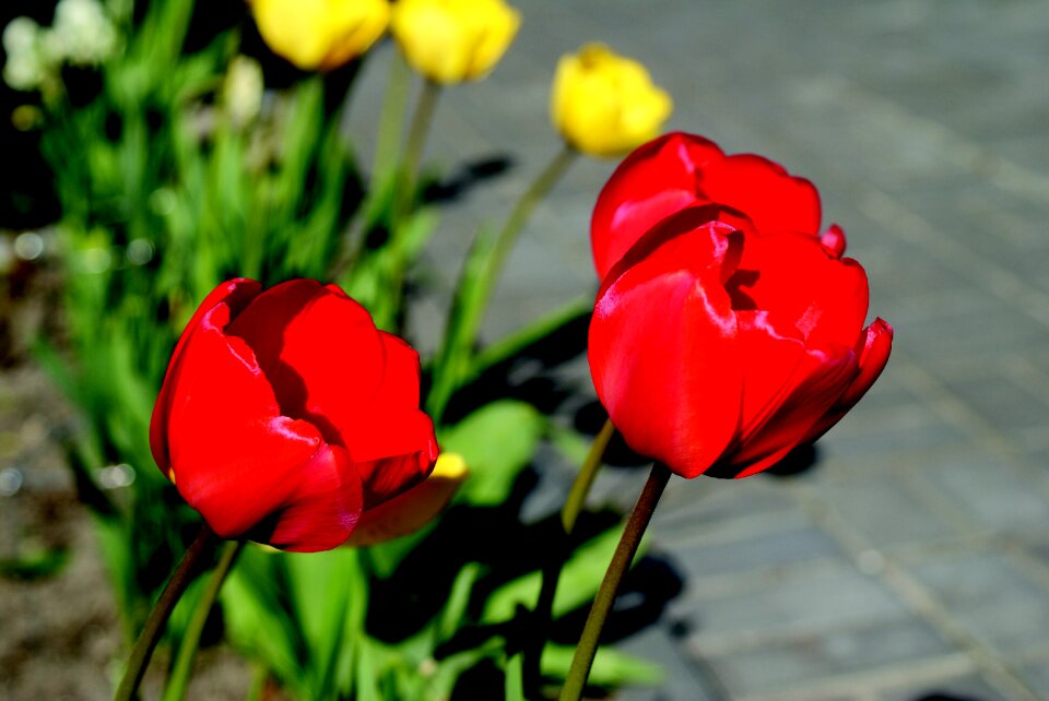 Plant beauty garden