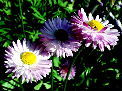 Garden plants summer photo