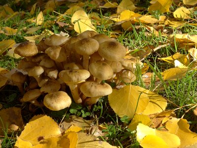 Mushrooms nature autumn