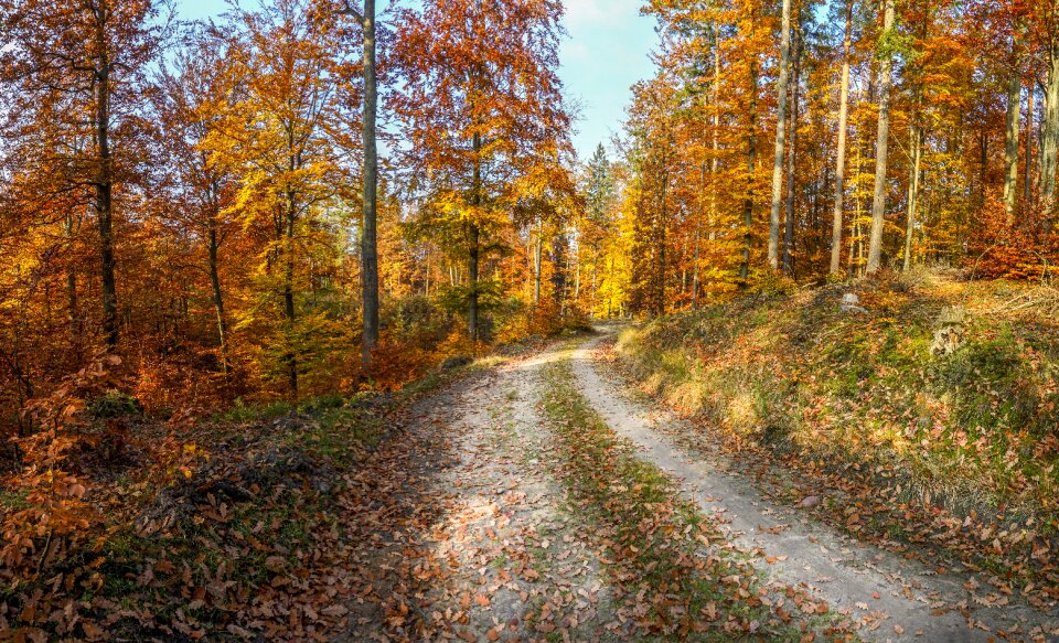 Foliage landscape nature photo