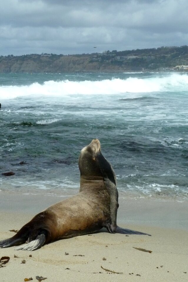 San diego wildlife nature