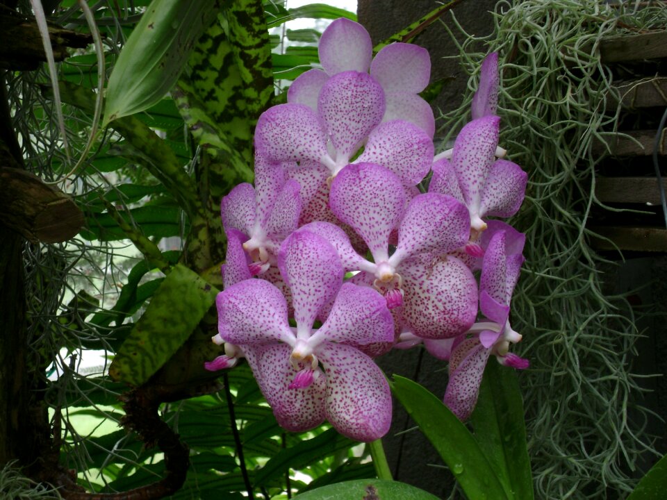 Botanical flora pink