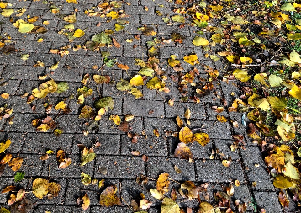 Sidewalk golden autumn october
