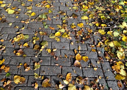 Sidewalk golden autumn october