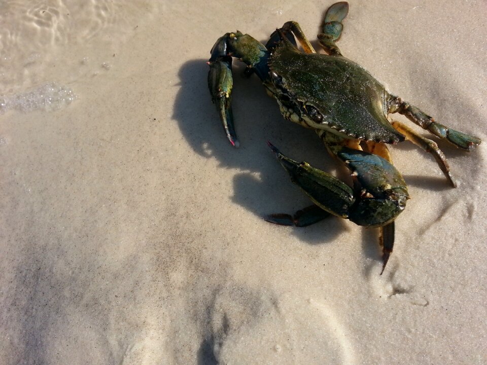 Innerarity seafood