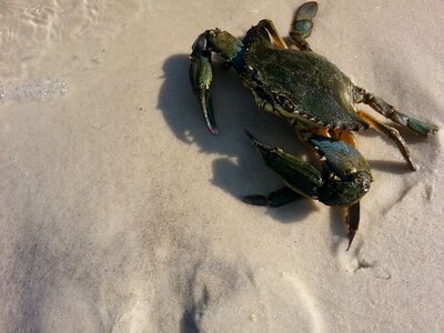 Innerarity seafood