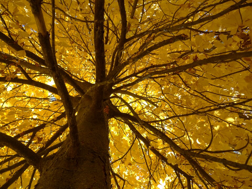 Trunk golden autumn fall color