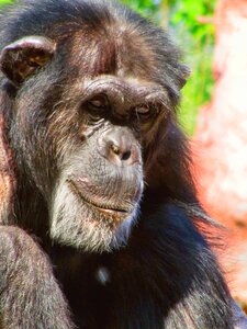 Ape zoo mammal photo