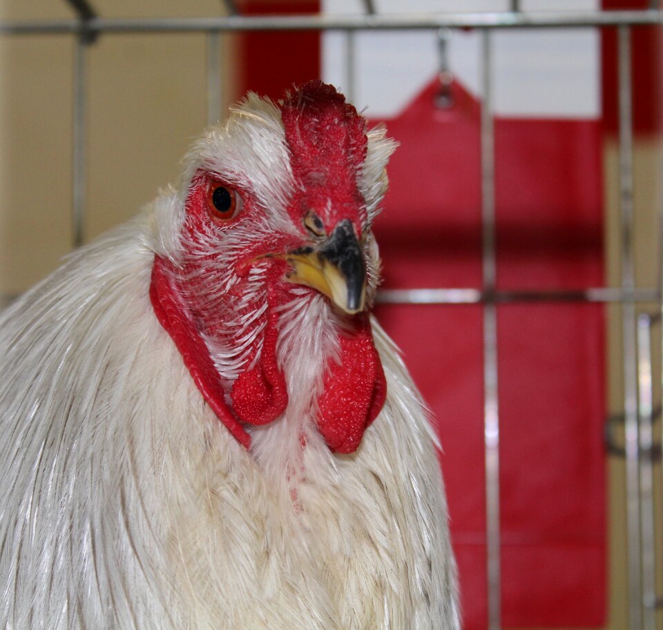 Poultry beak barnyard animals