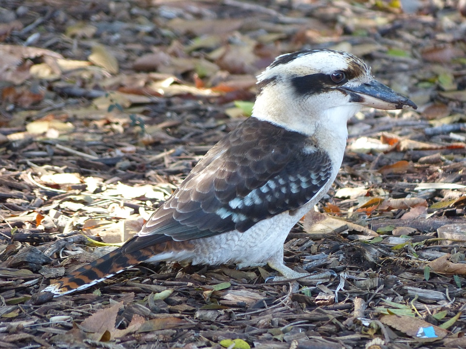 Kookaburra australian native bird bird