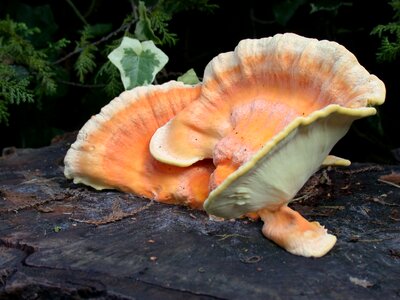 Autumn mushroom nature photo