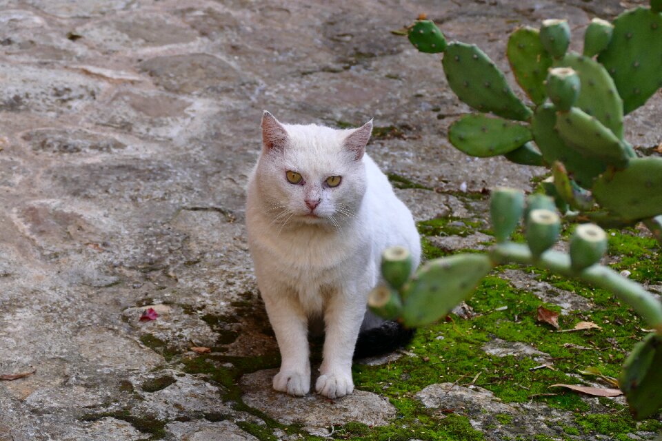 Pet young cat domestic cat