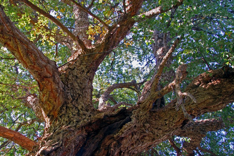 Evergreen tree trees