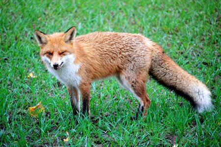 Animal reddish fur fur photo