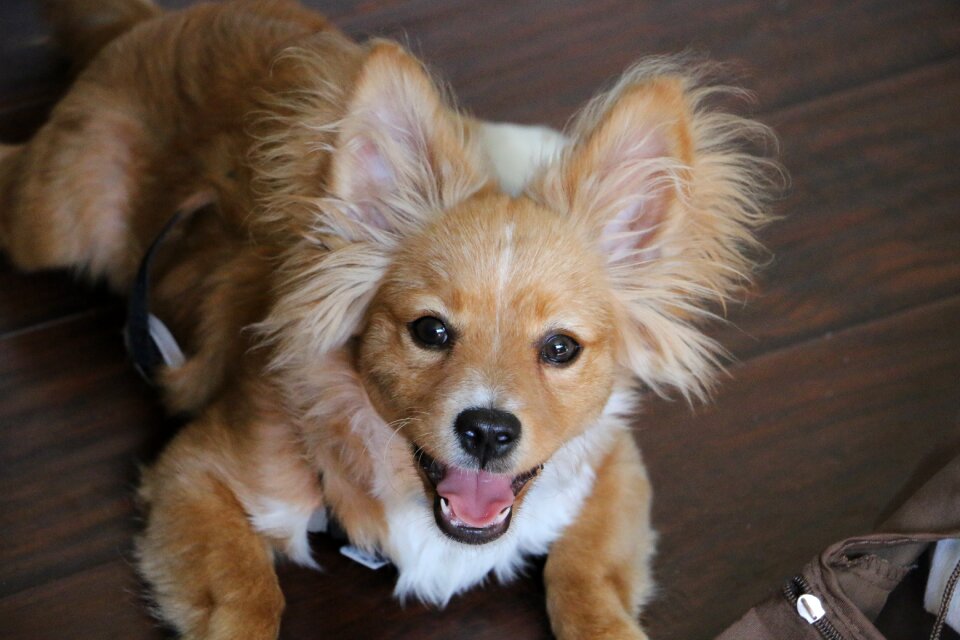 Furry animal canine