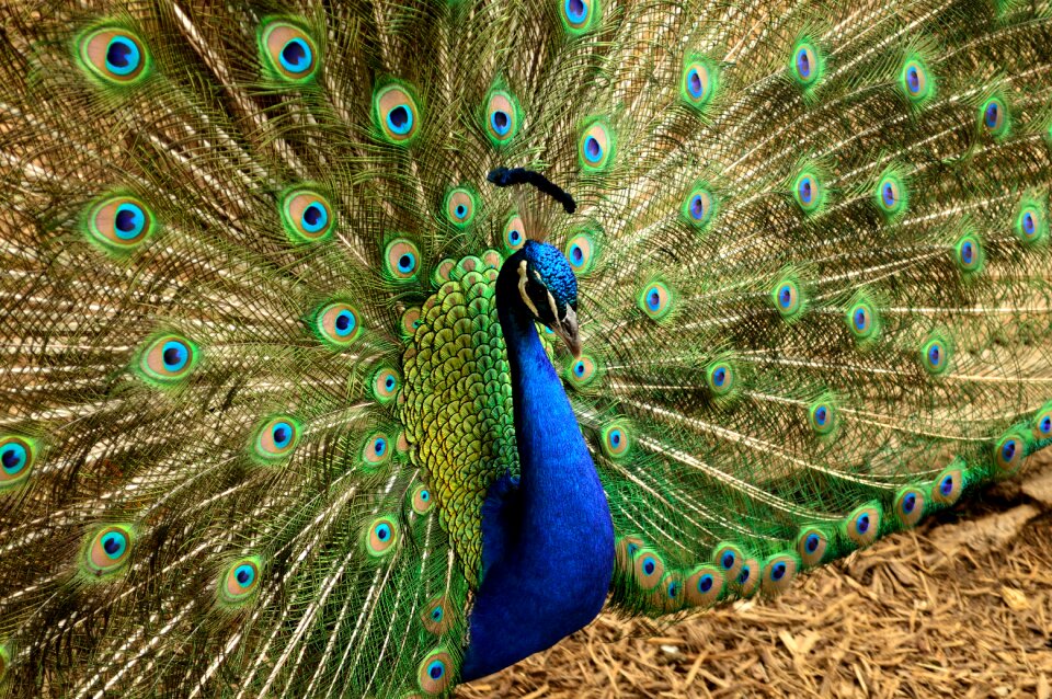 Bird wildlife
