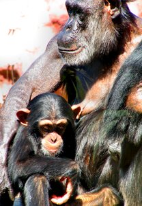 Chimps zoo old and young