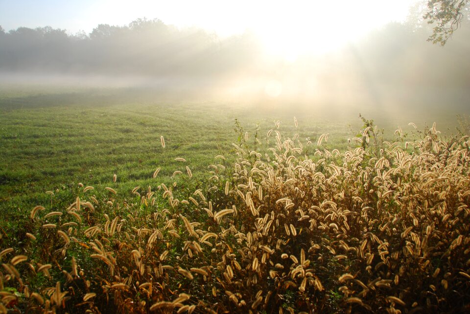 Park nature ray of light