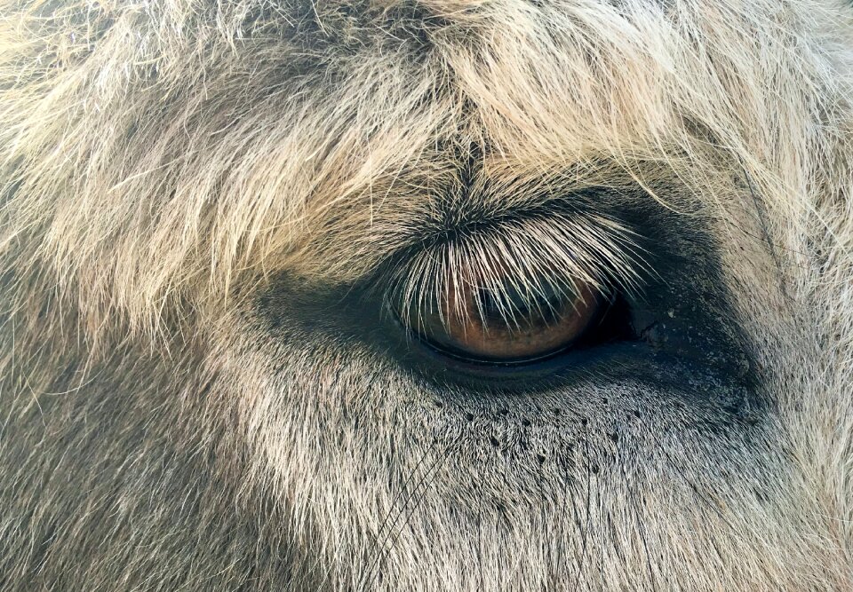 Fur eyelashes donkey