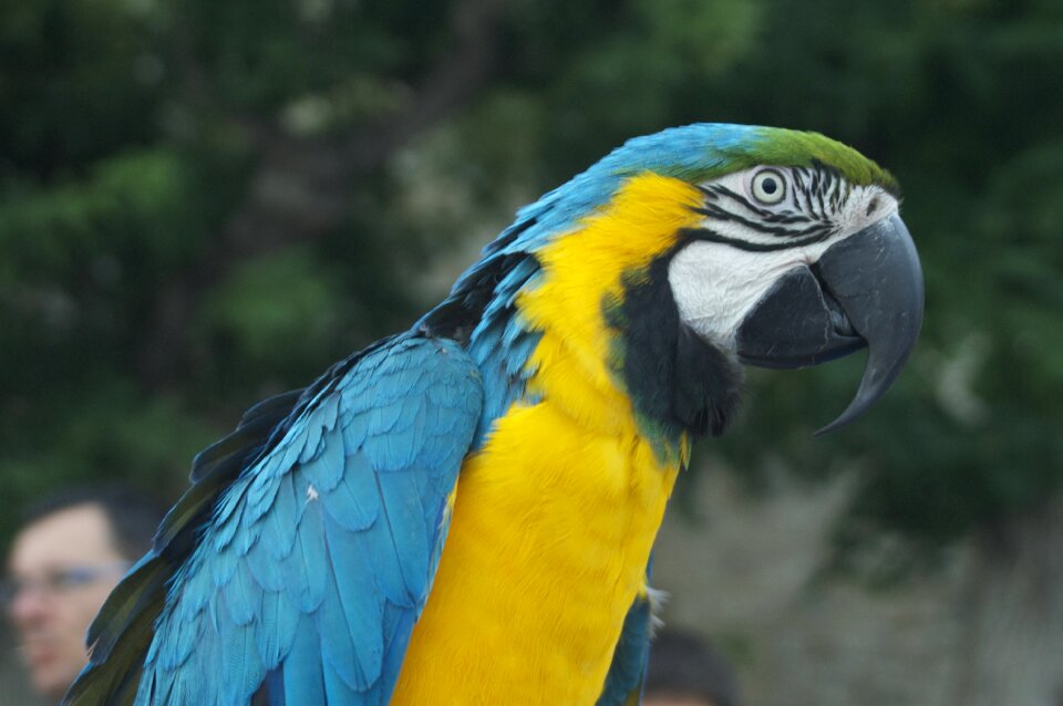 Color fauna colorful