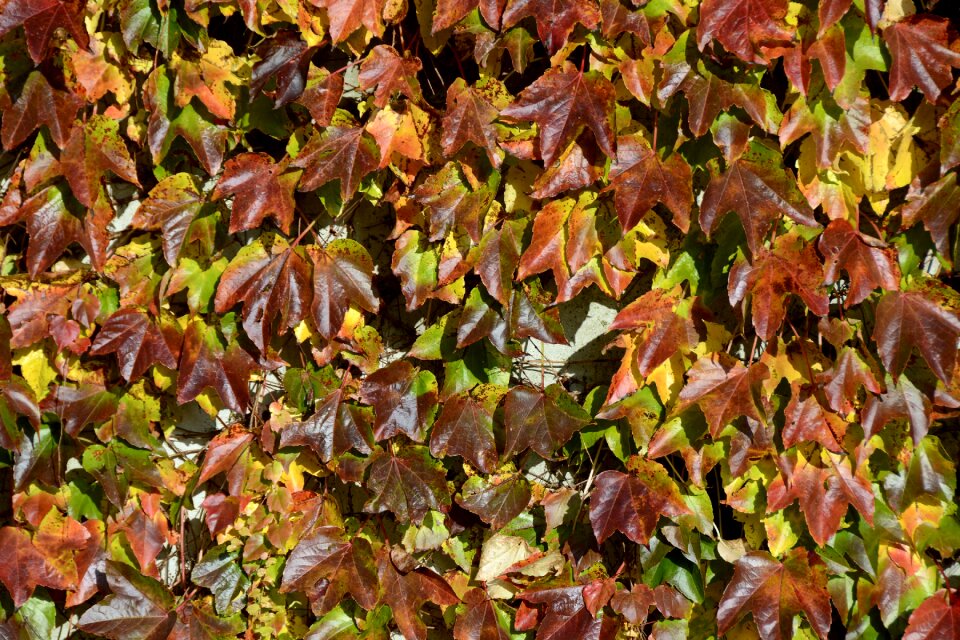 Fall color fall leaves nature