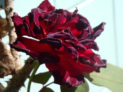 Bloom red nature