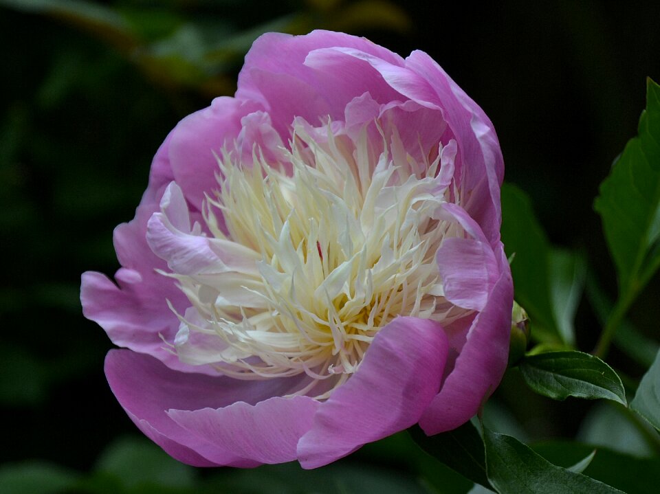 Summer nature flowers