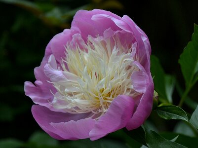 Summer nature flowers