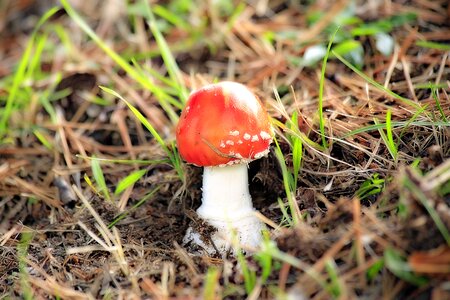 Poisonous mushroom fungus amanita undergrowth photo