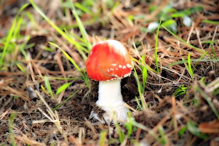 Poisonous mushroom fungus amanita undergrowth