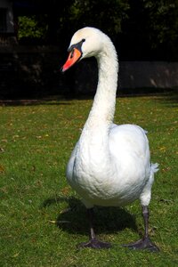 Water bird nature swans