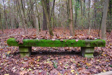 Forest nature green photo